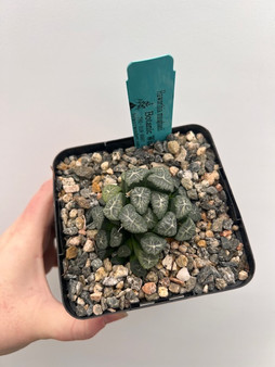 Haworthia maughanii 5" Pot A