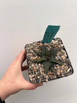 Haworthia koelmanniorum 5" Pot