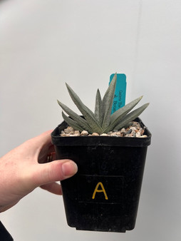 Gasteria 'Blue Ox' Hybrid 5" Pot A