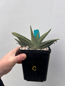 Gasteria 'Blue Ox' Hybrid 5" Pot C