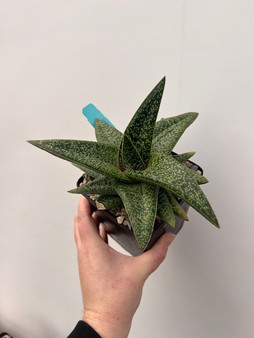 Gasteraloe 5" Pot