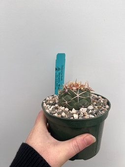 Thelocactus lloydii 5" Pot