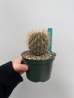 Neoporteria villosa 5" Pot