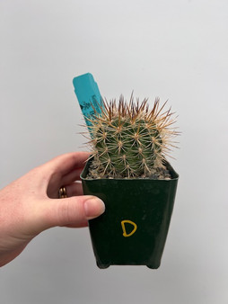 Neoporteria coimensis 3.5" Pot D