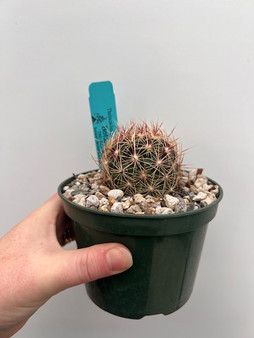 Thelocactus schwarzii 5" Pot