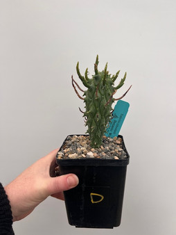 Euphorbia schoenlandii 5" Pot D