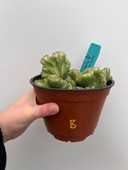 Euphorbia lactea cristata 6" Pot B