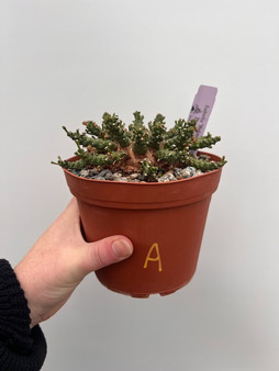 Euphorbia "Medusoid Hybrid" 6" Pot A