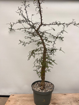 Operculicarya decaryi 8" Pot 3