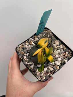 Gasteria armstrongii variegata 5" Pot 1