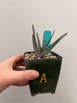 Aloe conifera 3.5" Pot A