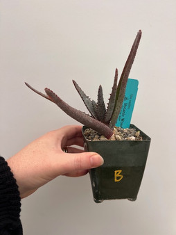 Aloe conifera 3.5" Pot B