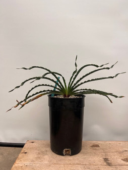 Boophane disticha 1 Gallon Pot B