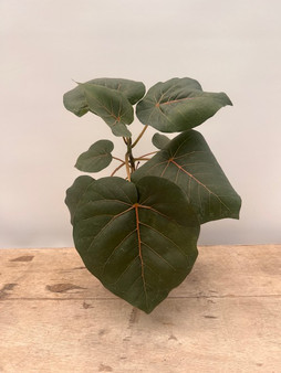 Ficus petiolaris 6" Pots