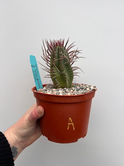 Euphorbia ferox 6" Pot A