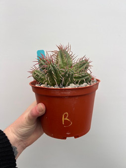 Euphorbia ferox 6" Pot B