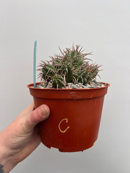 Euphorbia ferox 6" Pot C