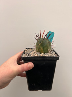 Euphorbia ferox hybrid 5" Pot