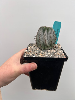 Euphorbia hybrid 5" Pot