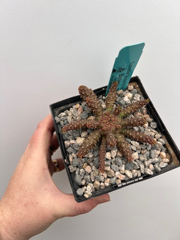 Euphorbia "Medusoid Hybrid" 5" Pot Med-1