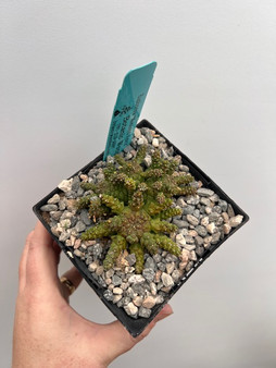 Euphorbia "Medusoid Hybrid" 5" Pot Med-14