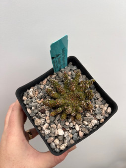 Euphorbia "Medusoid Hybrid" 5" Pot Med-15