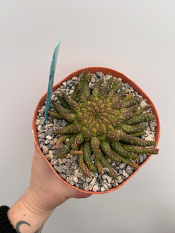 Euphorbia "Medusoid Hybrid" 6" Pot Med-7