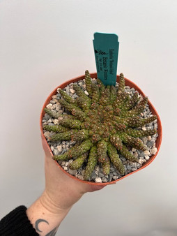 Euphorbia "Medusoid Hybrid" 6" Pot Med-8