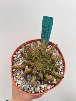 Euphorbia "Medusoid Hybrid" 6" Pot Med-13