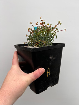 Euphorbia loricata 6" Pot A