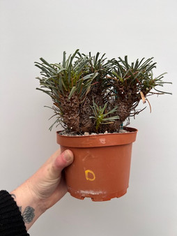 Euphorbia multifolia 6" Pot D