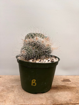Mammillaria geminispina 6" Pot B