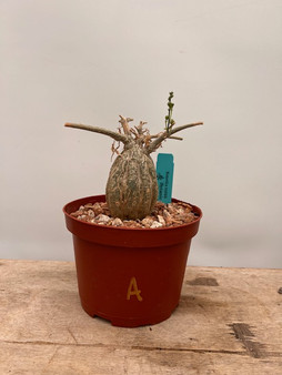 Momordica rostrata 6" Pot A