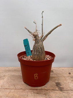 Momordica rostrata 6" Pot B