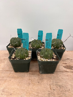 Euphorbia meloformis 3.5" Pots