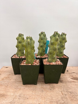 Myrtillocactus 'Fukurokuryuzinboko' 3.5" Pots