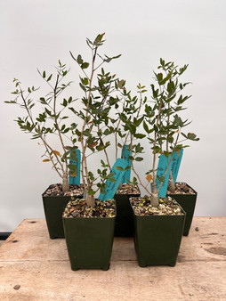 Commiphora humbertii 3.5" Pots