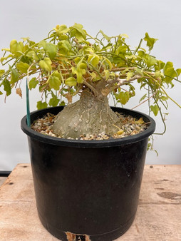 Zygosicyos pubescens 3 Gallon Pot