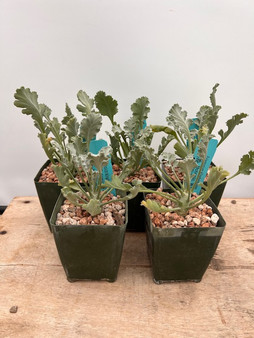 Pelargonium klinghardtense 3.5" Pots