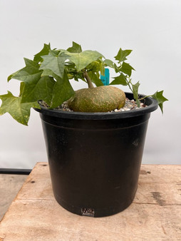 Gerrardanthus macrorhizus 3 Gallon Pot