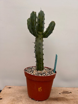 Myrtillocactus geometrizans 6" Pot B - Grigsby Dwarf Form