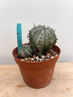 Euphorbia horrida v. major Blue Form 6" Pot