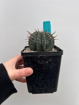 Euphorbia horrida v. horrida 5" Pot