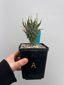 Euphorbia schoenlandii 5" Pot A