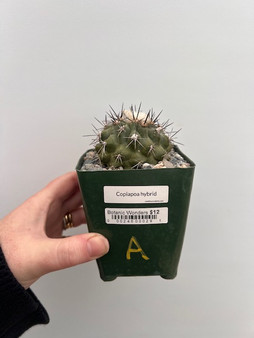 Copiapoa hybrid 3.5" Pot A