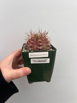 Gymnocalycium damsii 3.5" Pot