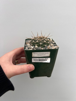 Gymnocalycium schroederianum v. longispinum 3.5" Pot