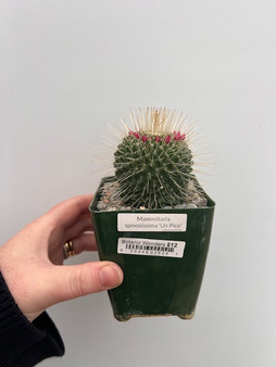 Mammillaria spinosissima 'Un Pico'  3.5" Pot