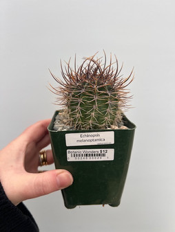 Echinopsis melanoptamica  3.5" Pot