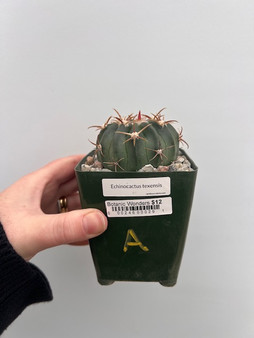 Echinocactus texensis  3.5" Pot A